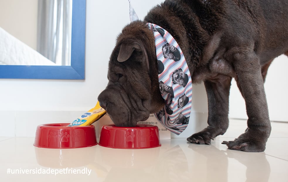 a dog eating from a bowl