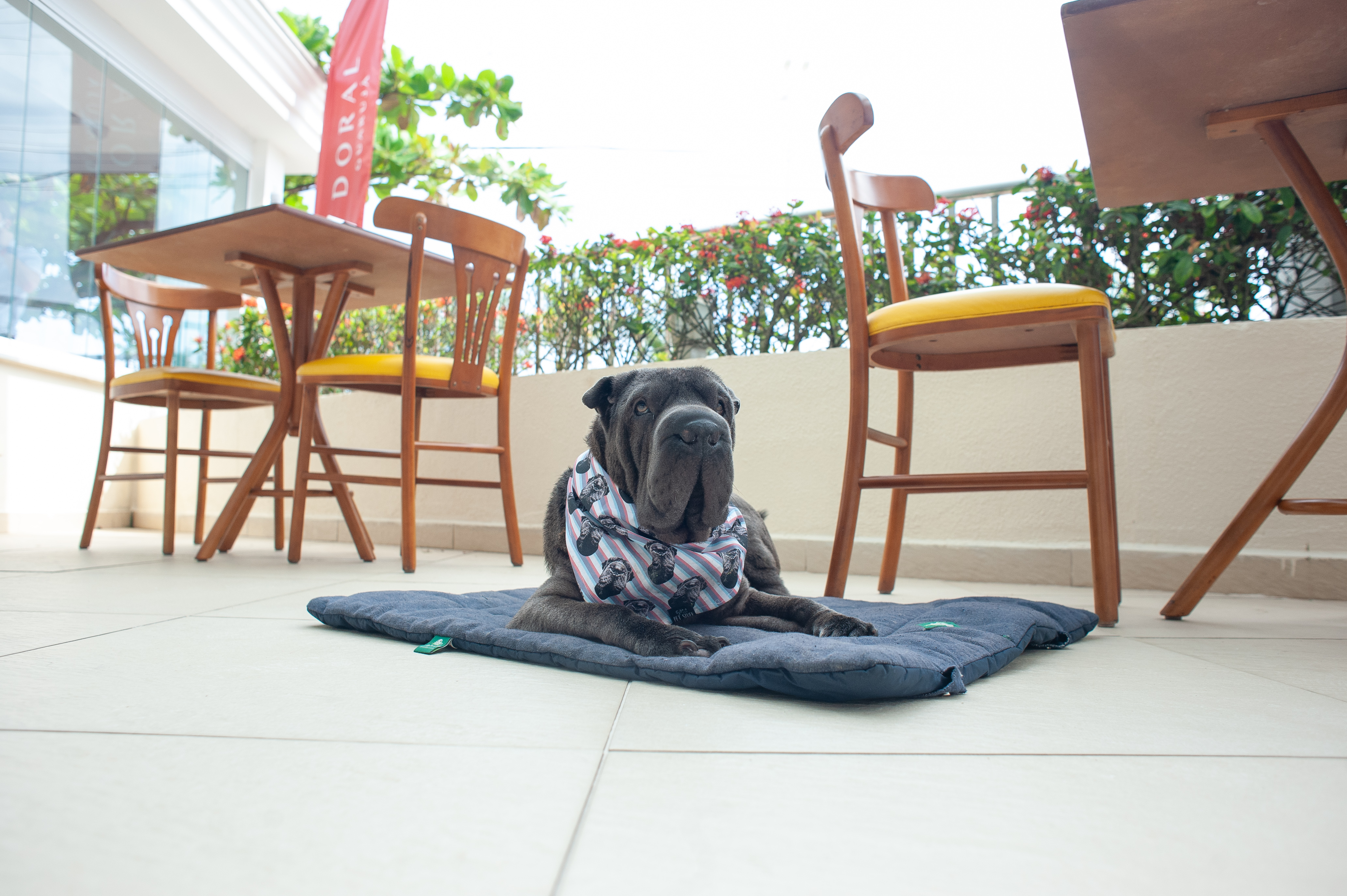 Hotel Doral Guarujá Pet Friendly