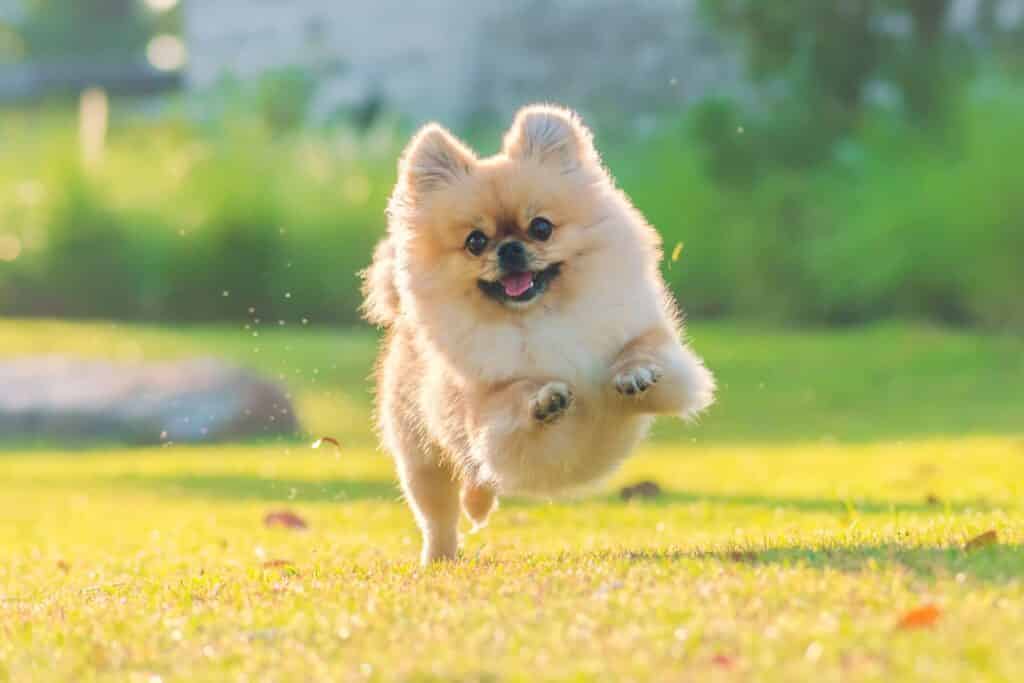 Spitz Alemão correndo na grama