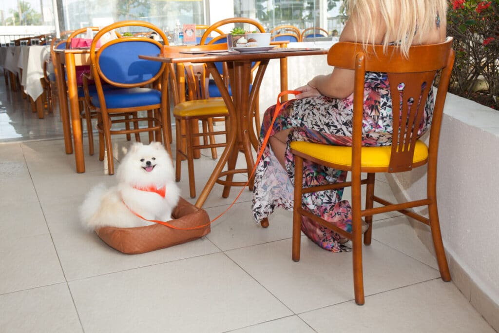 Cachorro sentado - Hotel Doral Guarujá