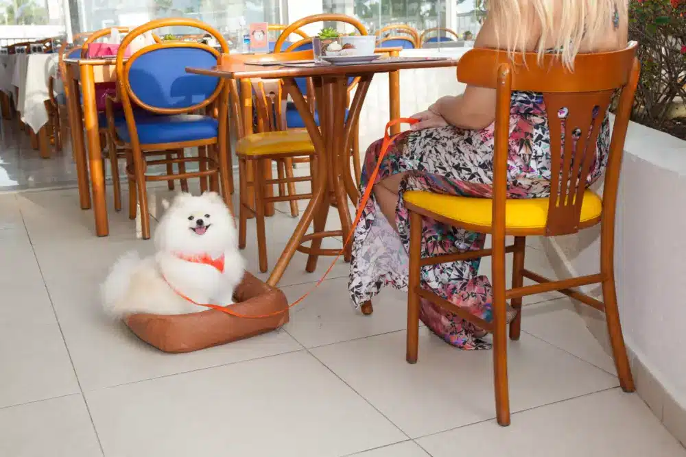 Doral: hotel beira-mar pet friendly Guarujá, Enseada