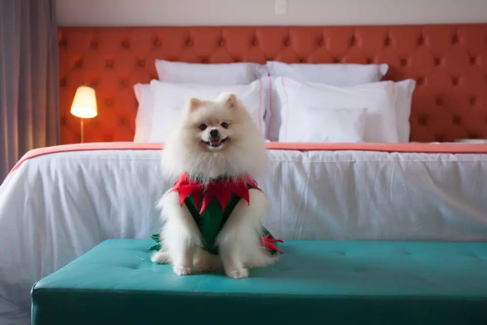 Doral: Hotel Pet Friendly no Guarujá, Enseada