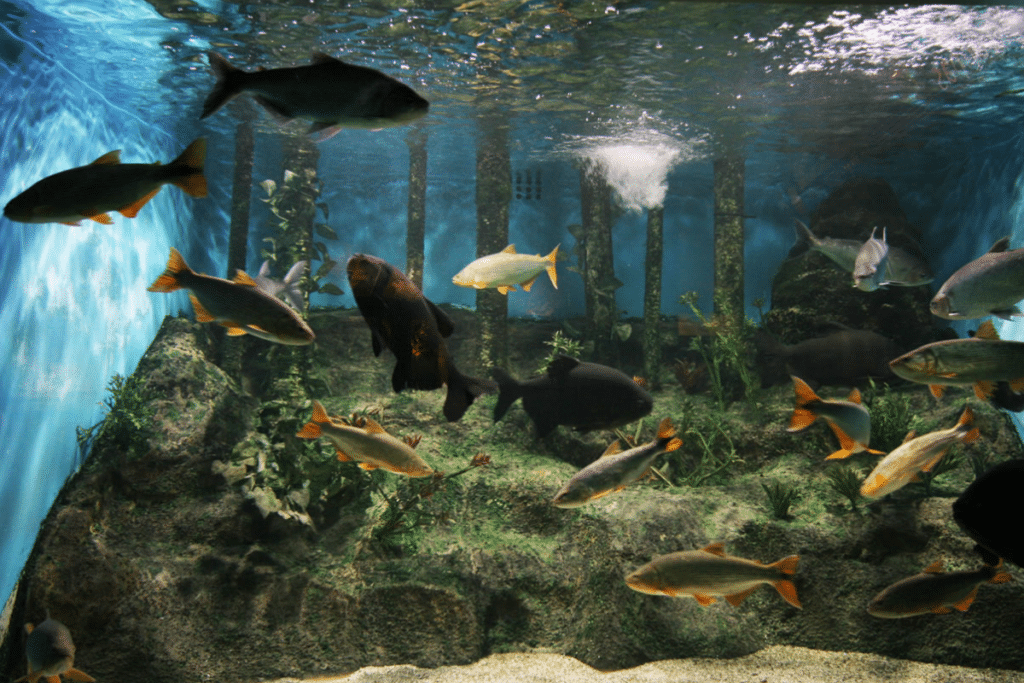 Para visitar: conheça o Acqua Mundo, o aquário do Guarujá!