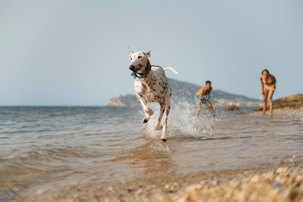 a dog running in water