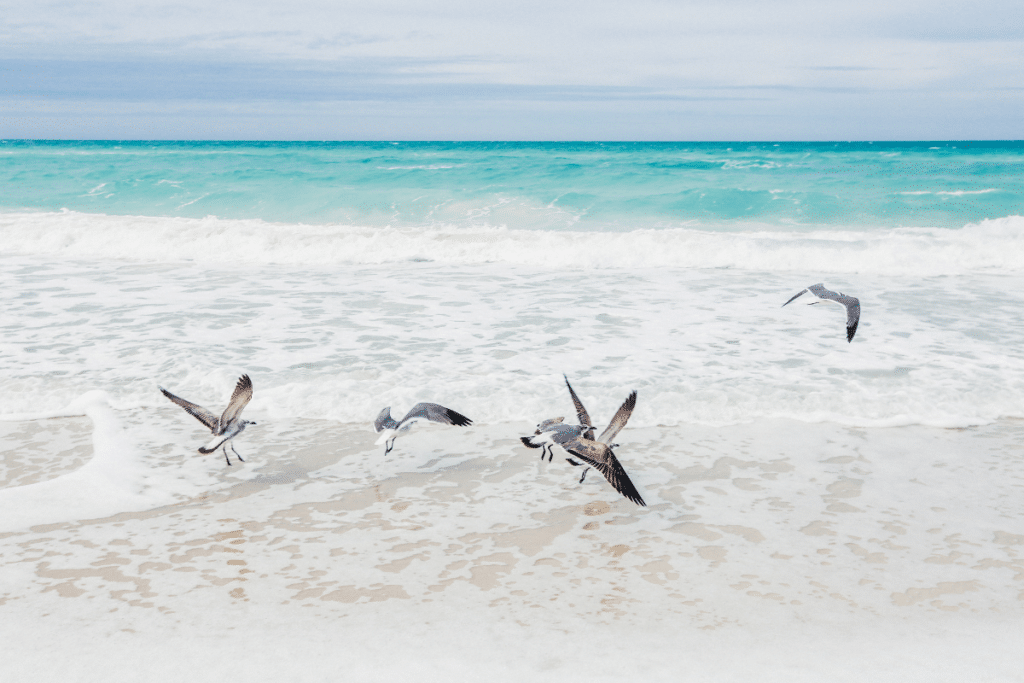  Birdwatching Guarujá: Descubra a Riqueza das Aves Costeiras