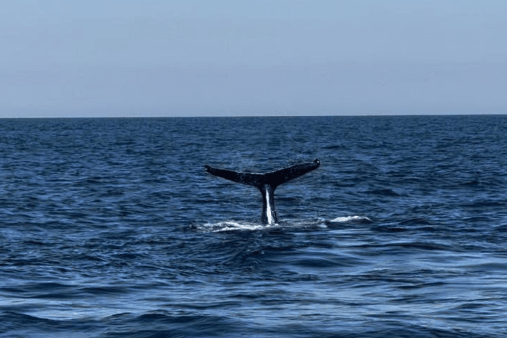 Vida Marinha do Guarujá: A Emocionante Temporada de Observação de Baleias