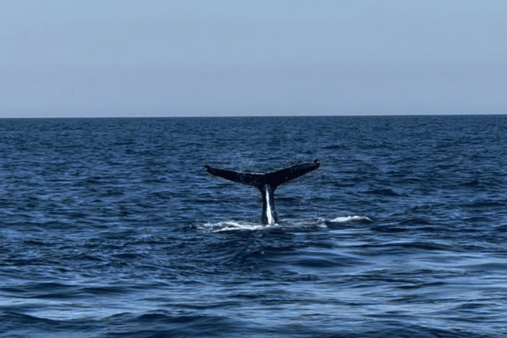 Vida Marinha Do Guarujá A Emocionante Temporada De Observação De Baleias