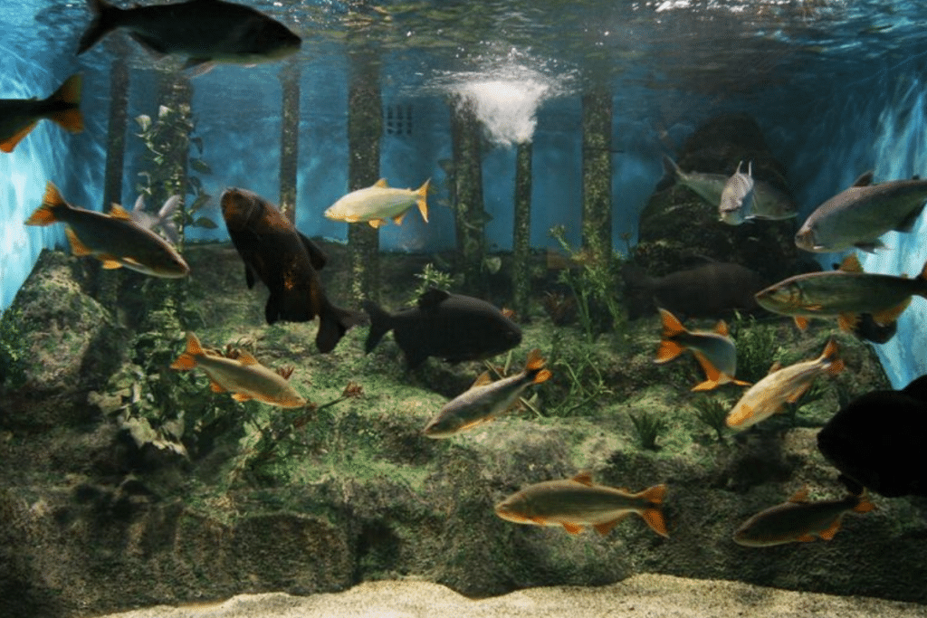 Aquário: Descubra o Encanto do Guarujá Mesmo em Dias Chuvosos: Visite o Aquário Acqua Mundo