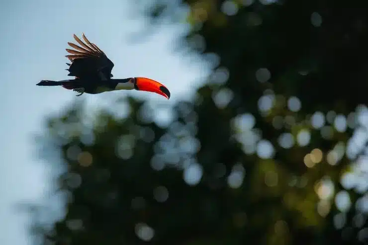 Guia Completo para Observação de Aves no Guarujá