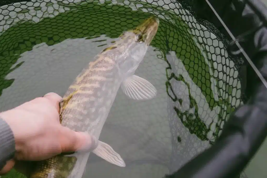 Guarujá vs. São Vicente: Avaliando as Melhores Oportunidades para Pesca Esportiva no Guarujá