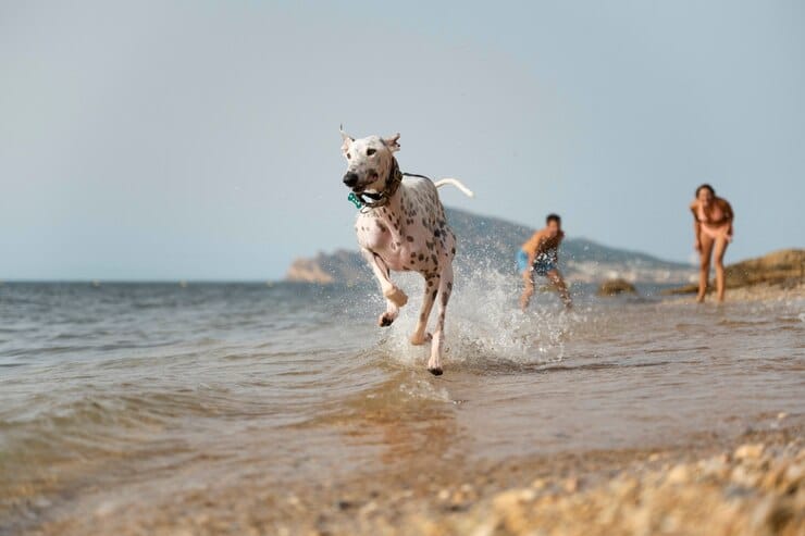 Guarujá Pet Friendly